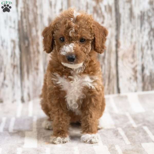 Klara, Mini Labradoodle Puppy